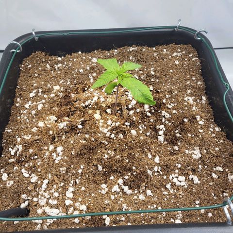 Purple Cookie Kush growlog timeline photo