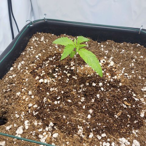 White Widow growlog timeline photo