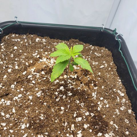 Banana Kush Cake growlog timeline photo