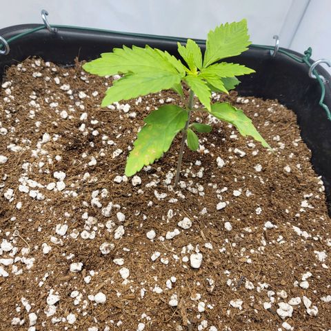 Banana Kush Cake growlog timeline photo