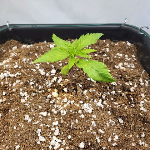 Purple Cookie Kush growlog timeline photo