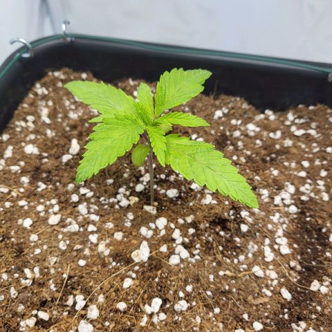 White Widow growlog timeline photo