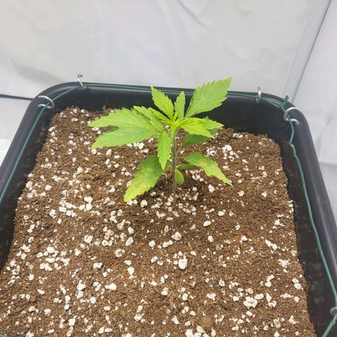 Banana Kush Cake growlog timeline photo