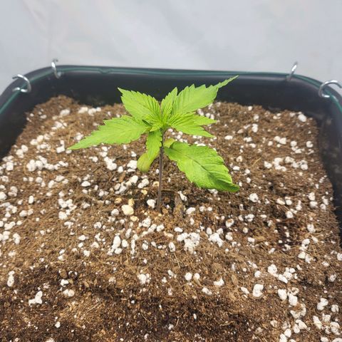 Purple Cookie Kush growlog timeline photo