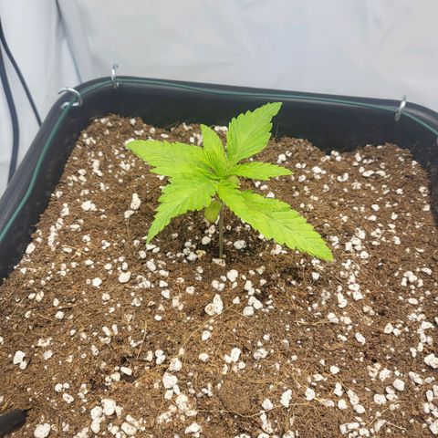 White Widow growlog timeline photo