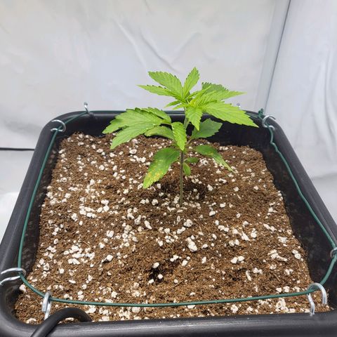 Banana Kush Cake growlog timeline photo