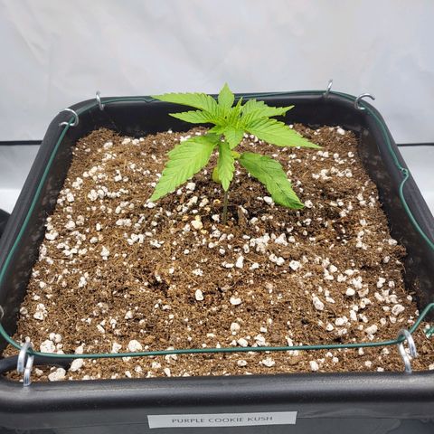 Purple Cookie Kush growlog timeline photo