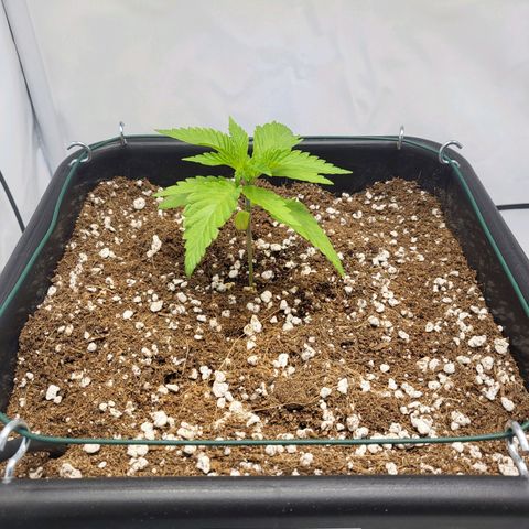 White Widow growlog timeline photo