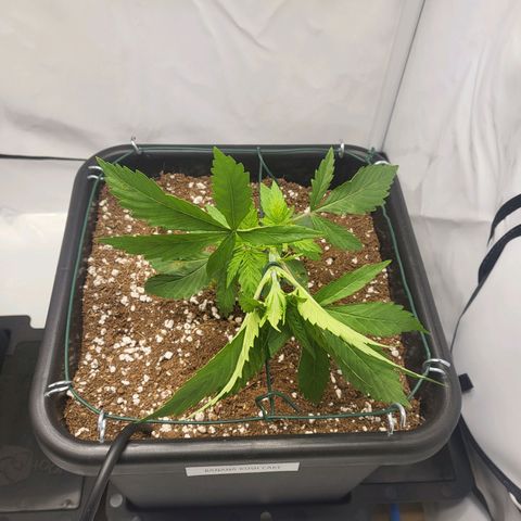 Banana Kush Cake growlog timeline photo