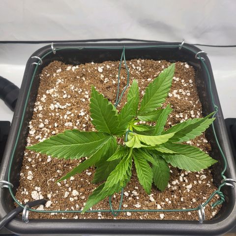 Purple Cookie Kush growlog timeline photo
