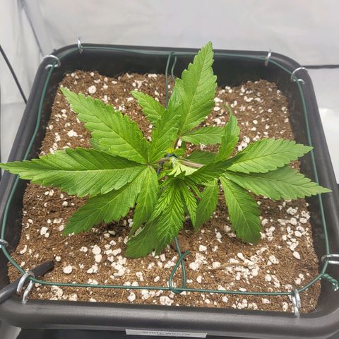 White Widow growlog timeline photo