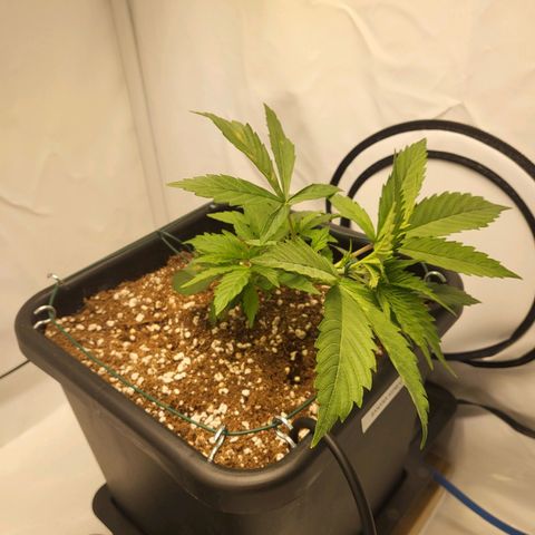 Banana Kush Cake growlog timeline photo