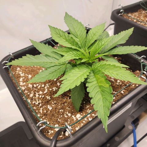 Purple Cookie Kush growlog timeline photo