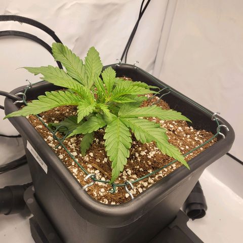 White Widow growlog timeline photo
