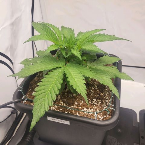 White Widow growlog timeline photo