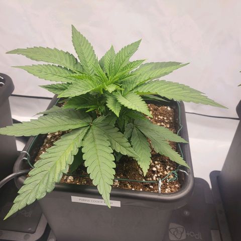 Purple Cookie Kush growlog timeline photo