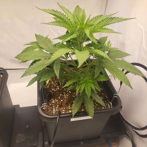 Banana Kush Cake growlog timeline photo