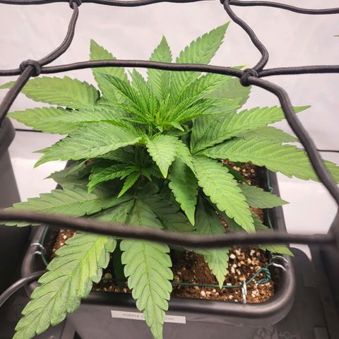 Purple Cookie Kush growlog timeline photo