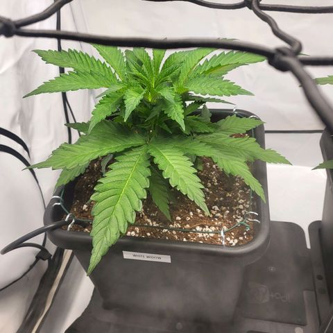 Banana Kush Cake growlog timeline photo