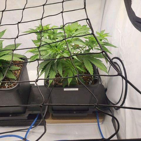 Banana Kush Cake growlog timeline photo