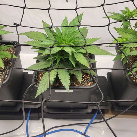 Purple Cookie Kush growlog timeline photo