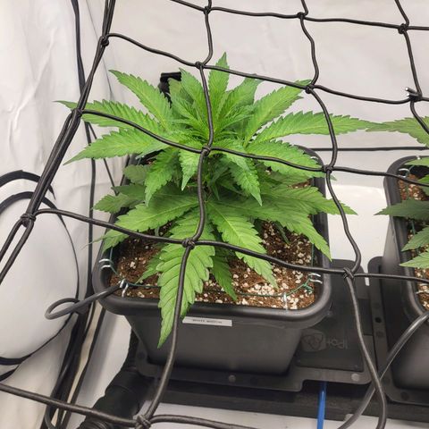 White Widow growlog timeline photo