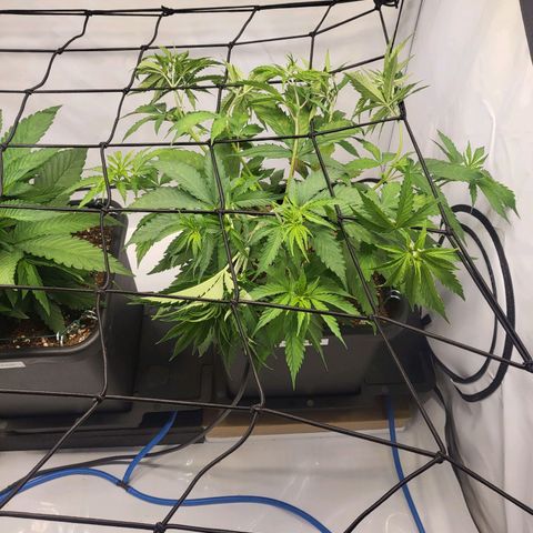 Banana Kush Cake growlog timeline photo