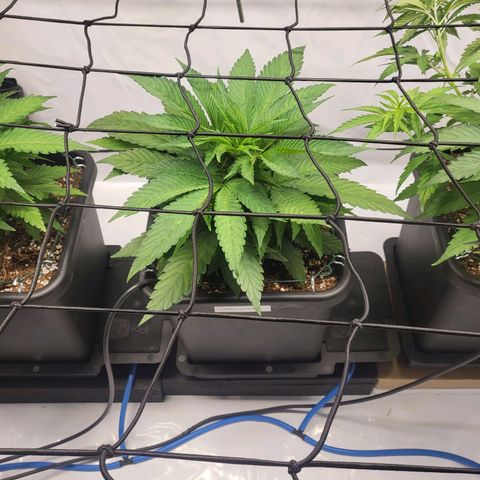 Purple Cookie Kush growlog timeline photo