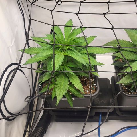White Widow growlog timeline photo