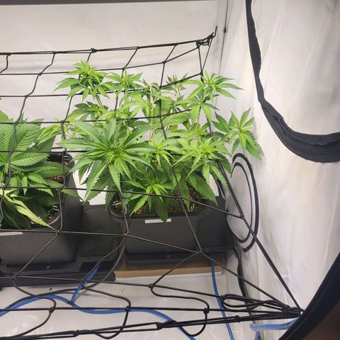 Banana Kush Cake growlog timeline photo