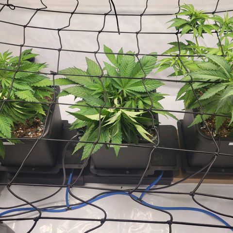 Purple Cookie Kush growlog timeline photo