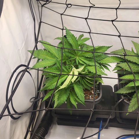 White Widow growlog timeline photo