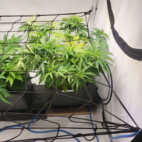 Banana Kush Cake growlog timeline photo