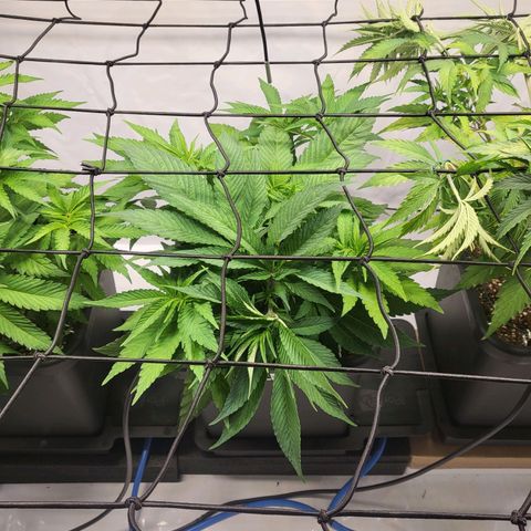 Purple Cookie Kush growlog timeline photo