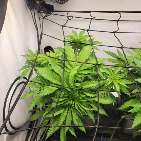 White Widow growlog timeline photo