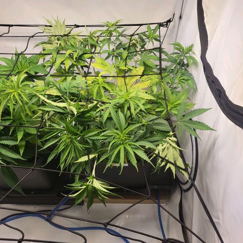 Banana Kush Cake growlog timeline photo