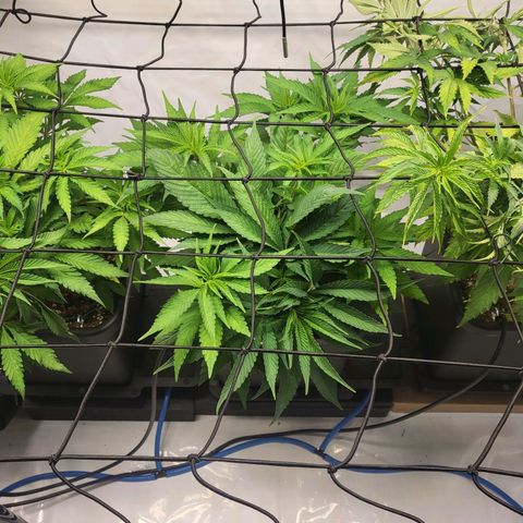 Purple Cookie Kush growlog timeline photo