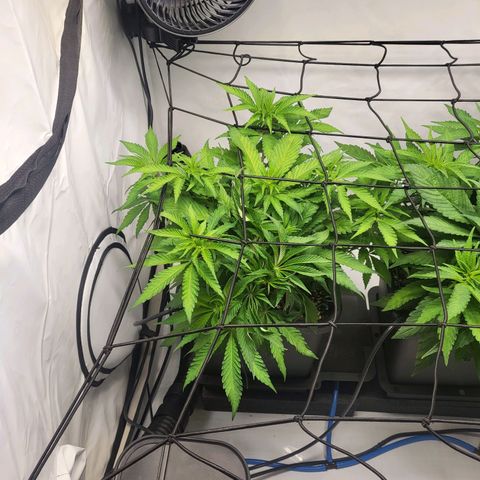 White Widow growlog timeline photo