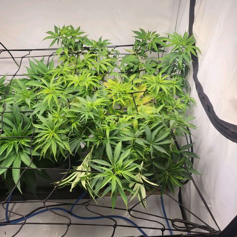Banana Kush Cake growlog timeline photo