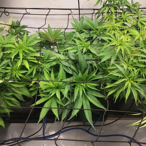 Purple Cookie Kush growlog timeline photo
