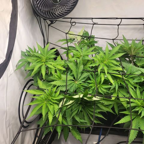 White Widow growlog timeline photo