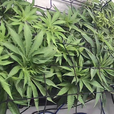 Banana Kush Cake growlog timeline photo