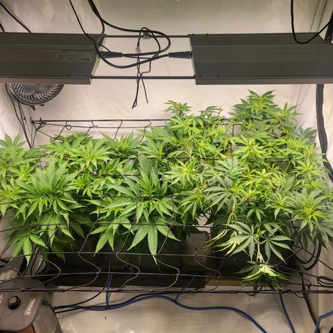 Banana Kush Cake growlog timeline photo