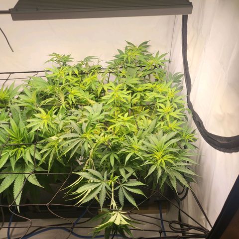Banana Kush Cake growlog timeline photo