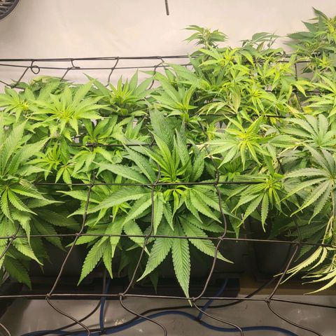 Purple Cookie Kush growlog timeline photo