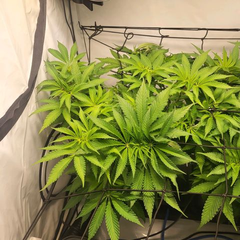 White Widow growlog timeline photo