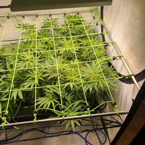 Banana Kush Cake growlog timeline photo