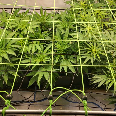 Purple Cookie Kush growlog timeline photo