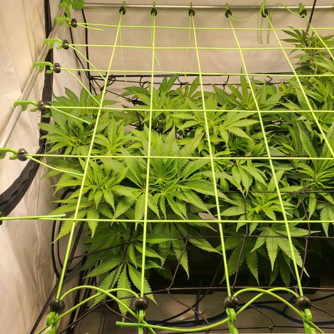 White Widow growlog timeline photo