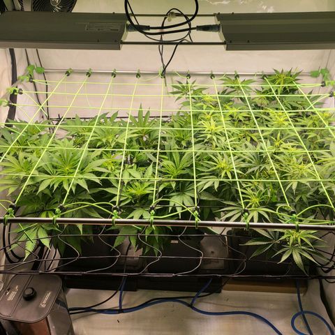 Banana Kush Cake growlog timeline photo